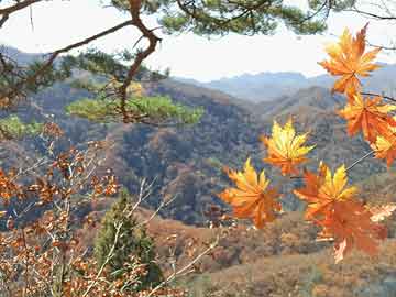 最新芈月视频