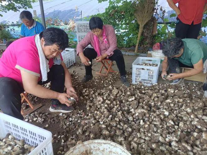 草菇最新栽培技术与实践应用探索