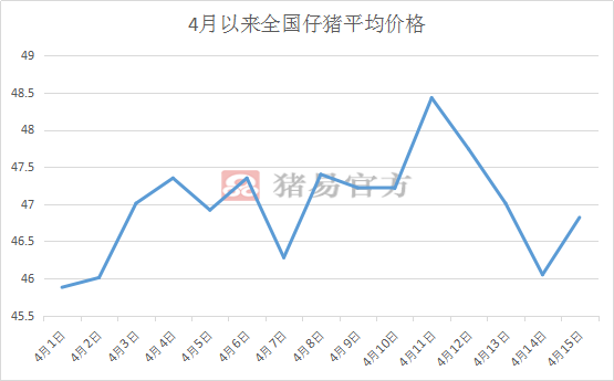 最新仔猪价格预测及趋势分析与展望