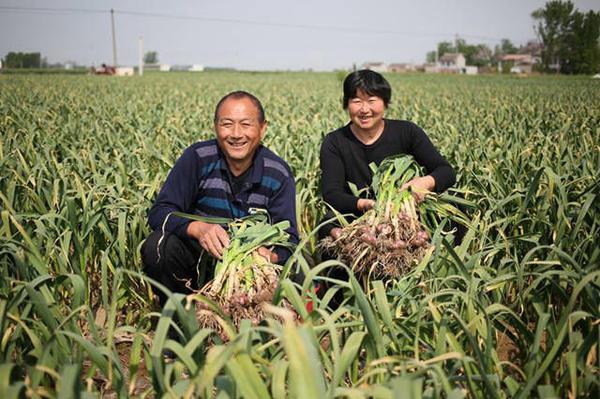 杞县大蒜最新价格动态解析