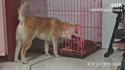 广西土猎犬最新出售，品质与价值完美融合