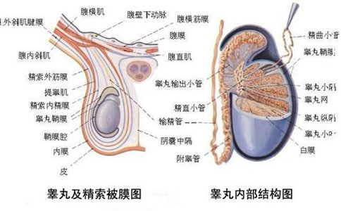 未来生育技术的革命性进展，探索永久最新精子窝的潜力